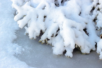 The branches of the fir tree are wrapped in fresh fluffy snow, and at the bottom they are bound by an ice crust.