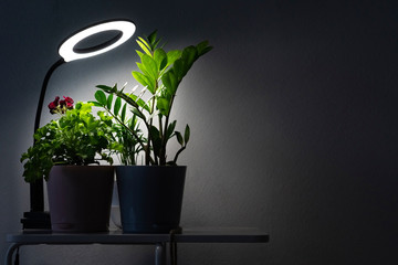 Plants in the room against the background of a gray wall. The flowers are lit by an artificial...