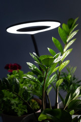 Plants in the room against the background of a gray wall. The flowers are lit by circular diode...