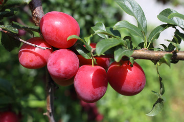 Growing red plums in garden