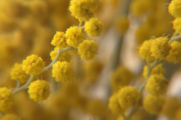 spring Mimosa