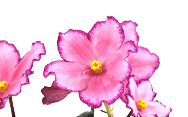 Obraz premium Growing pink violet flowers isolated on white