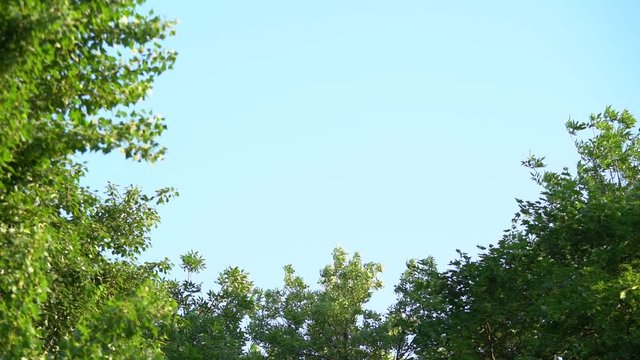 Branches of many trees with fresh green foliage isolated on blue sky background.