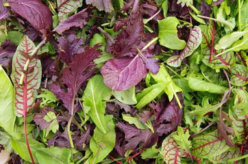 Poster Raw field greens healthy salad mix © Paul Pellegrino