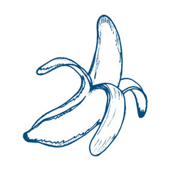 Banana hand drawn on blue color vector illustration