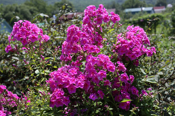 Obraz premium Pink phlox growing in garden