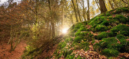 Silent Forest in spring with beautiful bright sun rays