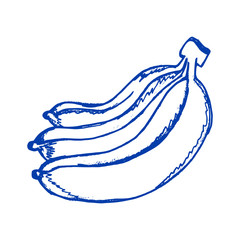 Banana hand drawn on doodle style illustration vector  