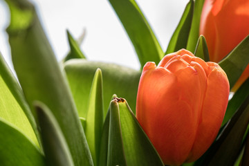 orange tulips against a white background