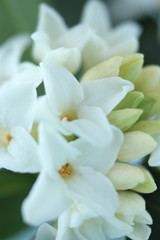 Obraz premium 香りのよい白い沈丁花 （クローズアップ）