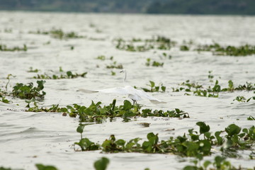 A little egret