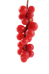 Schisandra chinensis (five flour fruit, magnolia berry)