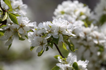 Pear blossom. Beautiful white flowers