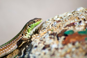 macro