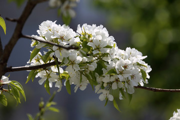Pear blossom. Beautiful white flowers