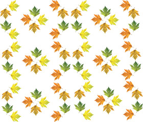 Different color maple leaves on white background. Autumn maple leaf copies. Creative fall season pattern.