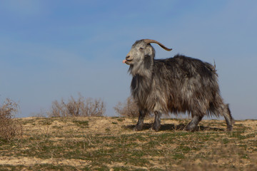 Fototapeta premium real wild goats graze in the Asian steppe. fearful animal. wool texture. first day of spring. first grass. the awakening of nature