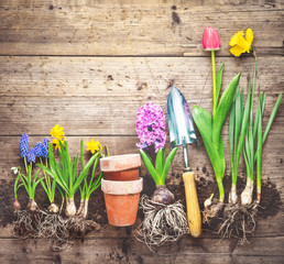 Plants and gardening tools on wooden background.