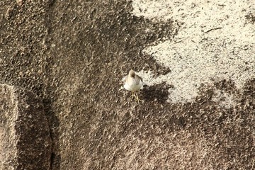 A common sandpiper in Tanzania