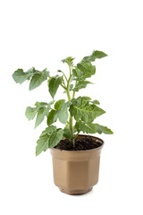 Little tomato plant growing in pot