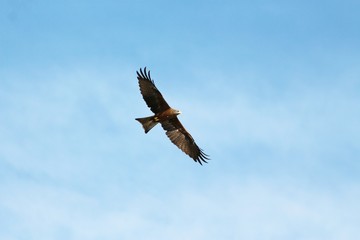 A yellow-billed Kite in Tanzania, flying