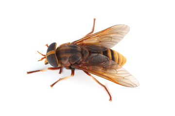 Horsefly isolated on white