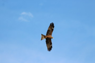 A yellow-billed Kite in Tanzania, flying
