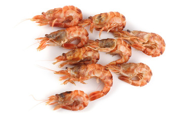 Argis lar (kuro shrimp, Northern Argid). Pacific shrimp