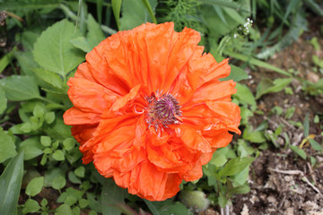 Growing orange poppy in garden