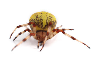 Marbled orb-weaver spider (Araneus marmoreus, pumpkin spider)