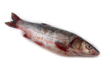 Rudd fish