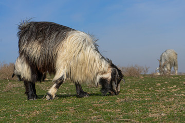 Obraz premium real wild goats graze in the Asian steppe. fearful animal. wool texture. first day of spring. first grass. the awakening of nature