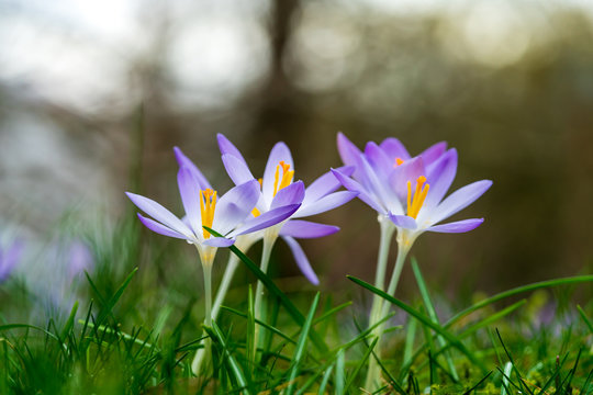 Purple crosus on a green meadow