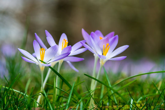 Purple crosus on a green meadow