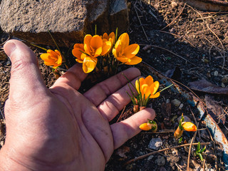  On a sunny spring day, a human palm and yellow blooming saffron flowers (lat. Crocus flavus) are...