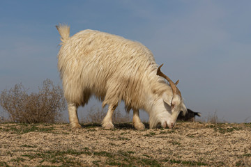Naklejka na ściany i meble real wild goats graze in the Asian steppe. fearful animal. wool texture. first day of spring. first grass. the awakening of nature