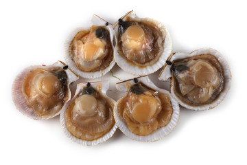 Opened scallops isolated on white background