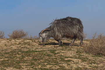 real wild goats graze in the Asian steppe. fearful animal. wool texture. first day of spring. first grass. the awakening of nature