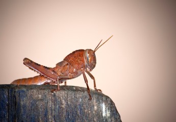 macro