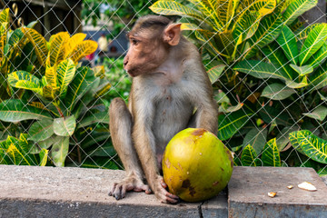 India, Mumbai - December 22 2019 - A monkey is having lunch