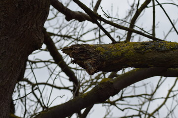 abgebrochener Ast