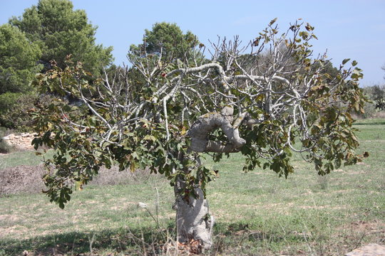 lonely fig fruit trees grown in the arid dry summer soil of the Balearic Islands in Formentera