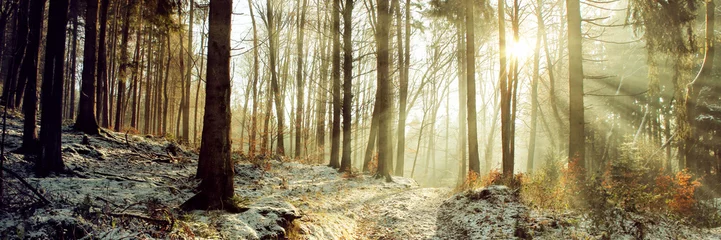 winter wald schnee bäume landschaft panorama © bittedankeschön