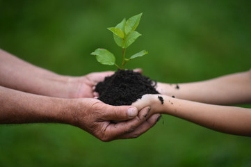 Granddaughter and grandmother holding plant close up 