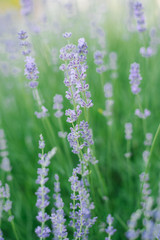 Selective focus on lavender flower