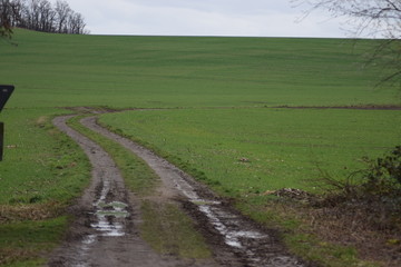 Sumpflandschaft in den Thürer Wiesen