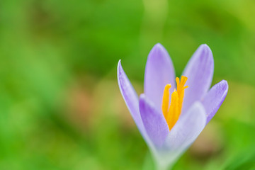 Purple crocus and its orange pollen tube and stigma