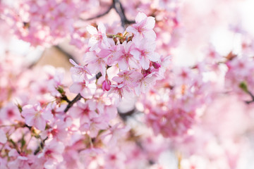 河津桜