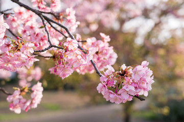 河津桜
