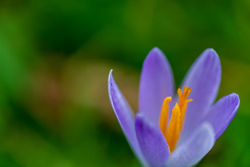 Purple crocus and its orange pollen tube and stigma